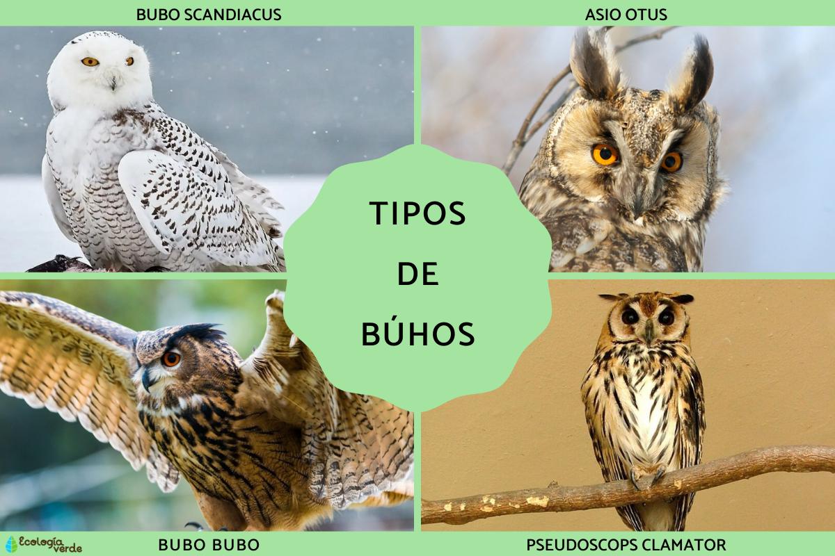 Las diversas categorías y características de las aves conocidas como búhos